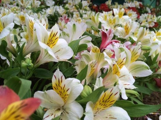 Deorali Orchid Sanctuary_3